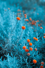 Obraz premium Craspedia billy buttons flowers in garden infrared colors closeup selective focus background