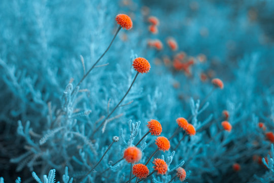 Craspedia  billy buttons flowers in garden infrared colors  closeup selective focus background