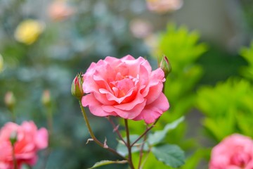 Buds of roses with defocus background