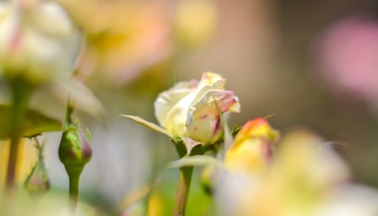 Fototapeta na wymiar Buds of roses with defocus background