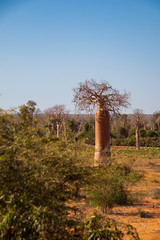 Fototapeta na wymiar Baobab forest