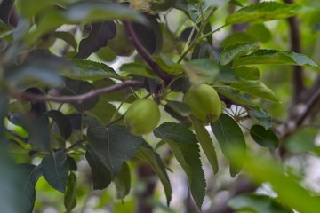 green apples in tree