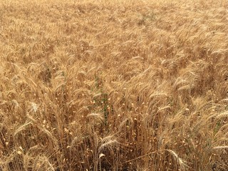 Field wheat background