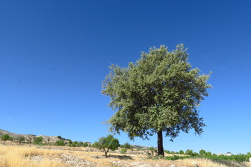 Arbre vert au sommet de la colline à la terre desséchée. Ciel bleu.
