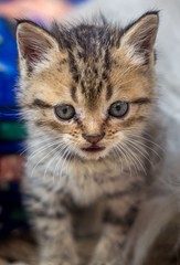 little kitten with defocused background