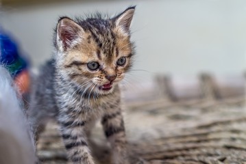 little kitten with defocused background