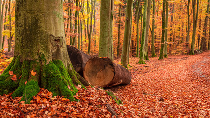Brown trees and leaves in the autumn forest, Poland