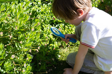 little boy looking for bugs using a magnifying glass in the garden