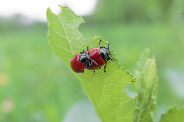 two red beetles Chrysomela Populi mate on a green leaf 