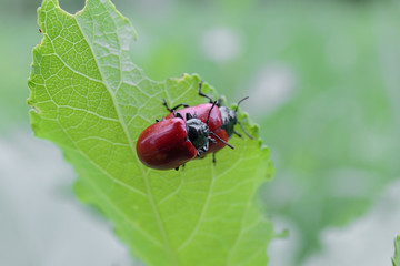 Top view: two of the red poplar leaf beetle. Chrysomela Populi mating pair