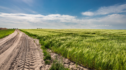 Country road and green field in sunny day