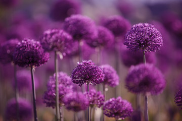 decorative bow with round large purple flower heads
