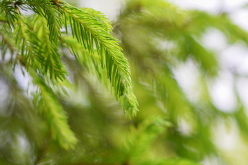 Pine tree branches with blurred background 
