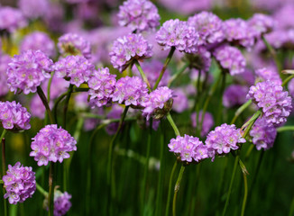 beautiful flowers in nature in the botanical garden