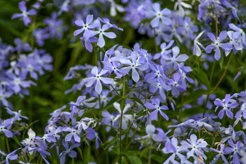 Fototapeta premium beautiful flowers in nature in the botanical garden