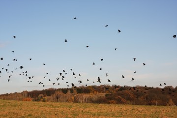 Flying birds in the field