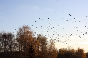 Flying birds, fall is coming