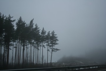 Misty forest on the road