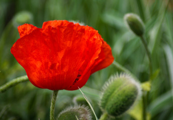 Fototapeta premium piękne kwiaty w przyrodzie w ogrodzie botanicznym