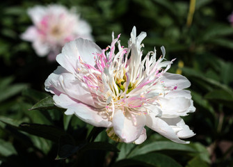 beautiful flowers in nature in the botanical garden