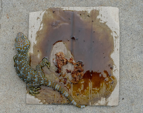 Gecko in mouse glue trap Stock Photo