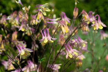 beautiful flowers in nature in the botanical garden