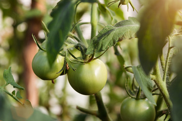 Environmentally friendly products - tomatoes grown without chemicals in an ecologically clean area. Unripe, green tomatoes. Agronomy. Agriculture. Organic.
