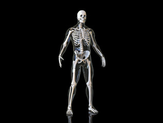 Skeleton with transparent body isolated-3d render