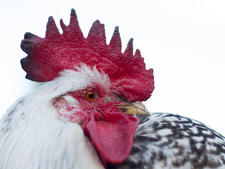 homemade beautiful cock with red comb