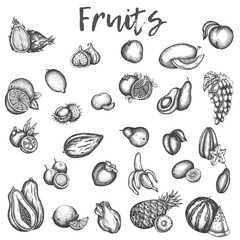 Isolated sketches of fruits. Apple and melon, avocado and kiwi Sketch of vinage vector icons of plum, peach and mango Hand drawn fruit