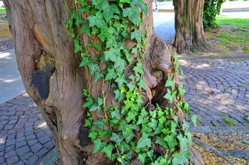 green ivy twining around the tree trunk