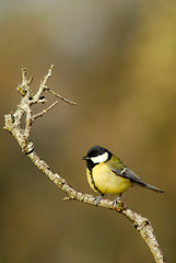 Carbonero posado en  una rama