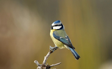 Herrerillo posado en las ramas del bosque