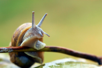 caracoles de campo en las hojas