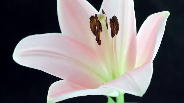 Lily. Beautiful pink Lily flower bud opening over black background. Time lapse of pink Lilly blooming closeup. 4K UHD video footage. 3840X2160