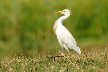 garcilla en la naturaleza