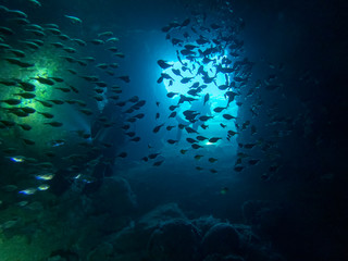 Fototapeta na wymiar Scuba divers underwater in the clear waters of El Nido in Palawan, Philippines