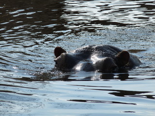hippo in the water