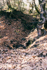Tree roots over ground covered in autumn leaves.
