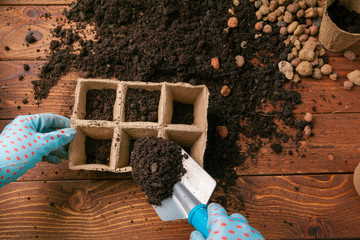 Planting seedlings in greenhouse in spring close up