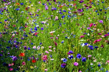 Bunte Kornblumenwiese 