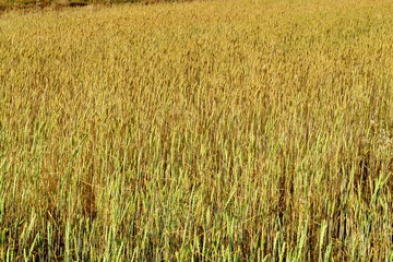 Épis de blés blonds dans un champ. 