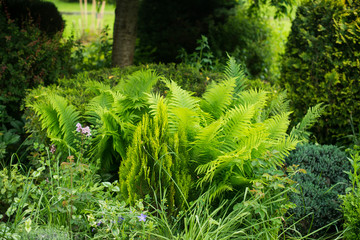 landscape design. beautiful nature