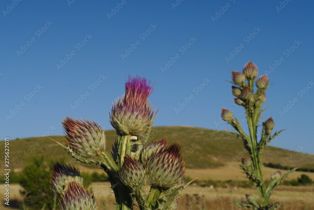 Poster chardons fleuris dans le ciel bleu