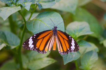 Beautiful portrait of The Monarch  Butterfly on the flower plants in its natural habitat