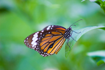 Fototapeta na wymiar Beautiful portrait of The Monarch Butterfly on the flower plants in its natural habitat