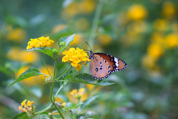 Beautiful Portrait of The Plain Tiger Butterfly  sitting on the flower in a soft green blurry background  during Spring