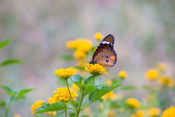 Beautiful Portrait of The Plain Tiger Butterfly  sitting on the flower in a soft green blurry background  during Spring