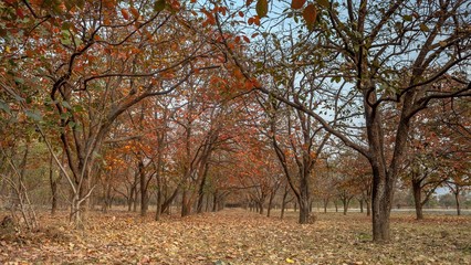 persimmon orchard in autumn