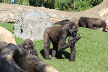 Fototapeta na wymiar Gorilla